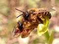 Ophrys pollination - Andrena flavipes & Ophrys bilunulata