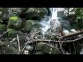 Gentle sounds of nature