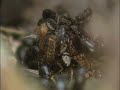 Flesh Eating Beetles