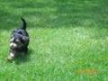 Pic of coco