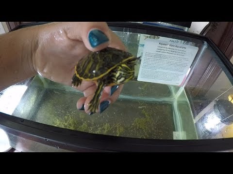 video-linktoworks-How to Clean a Turtle/Fish Tank
