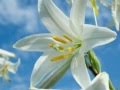 My Choice - Oscar Straus: A Waltz Dream (Another Symphony in White)
