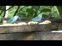 Costa Rican Bird Feeder - Bananas!