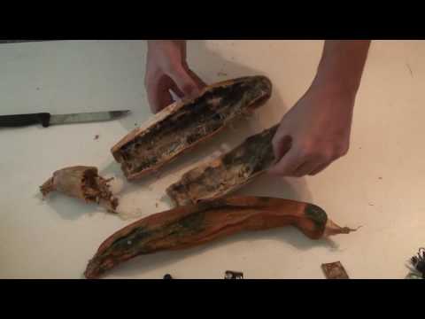 how to collect zucchini seeds