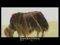 Tibetan Song Lama Drenlu Tashi Wangdu