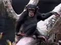 monkey smells finger