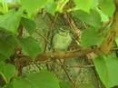 First Blue tit chick of 2008 UK