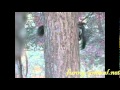 Squirrels chasing each other 