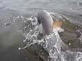 Texas Redfish, Saltwater Fishing Port O\ Texas Redfish, Saltwater Fishing Port O\