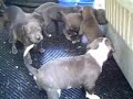 Taz x Dime Puppies! 4 Weeks Old in Video