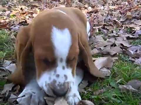 basset hound male puppy 112812j
