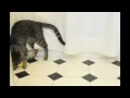 SOMA kitty demonstrates mad play skillz