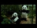 los pandas - las vacaciones