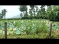 Click here to watch this video On a Shikara in Dal Lake, Srinagar