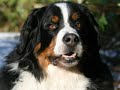 Snowy December and my Berner