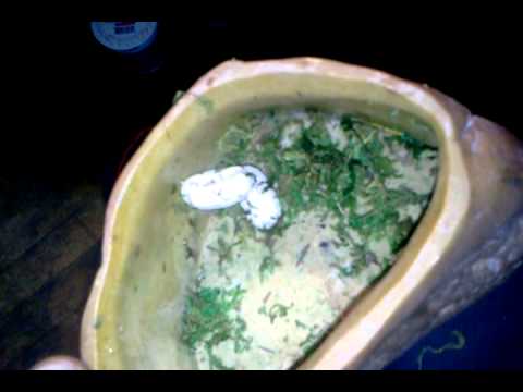 how to fertilize gecko eggs