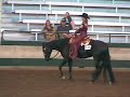 World Class Black Appaloosa Show Gelding For Sale World Class Black Appaloosa Show Gelding For Sale