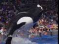 videos de Killer Whale vs. Great White