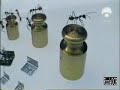El Secreto de las Hormigas (Selección)