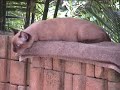 nina-burmese-cat.html