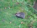 rat gondin water vole ragondin.avi