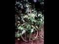 JONATHAN OTT: ENTHEOGENIC REFORMATION 1/8