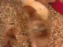 Where can you get chickens to raise in the back yard to watch? Where can you get chickens to raise in the back yard to watch?