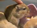 あくび