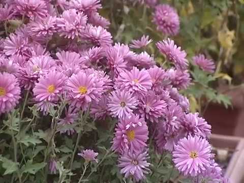 Просмотр видео