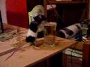 Alkmaus Alkmaus