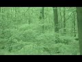 FACIST alien Grey lurking in the woods