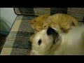 Ретривер / Retriver and Сибирская рыжая кошка