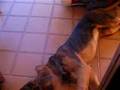 Bloodhound video