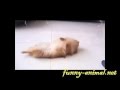 Smart dog playing dead tricks Smart dog playing dead tricks