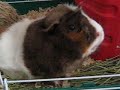 Emma catches a carrot