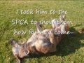 Amazing but true dog story View Video
