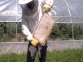 Honey Gathering Day