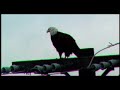 Lone Female Eagle