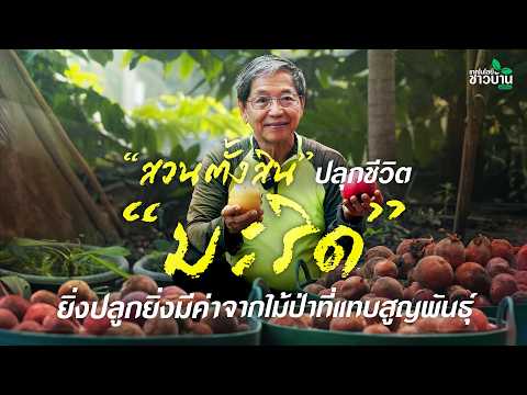 “สวนตั้งสิน” ปลุกชีวิต “มะริด” ยิ่งปลูกยิ่งมีค่า จากไม้ป่าที่แทบสูญพันธุ์