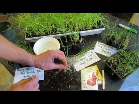 how to fertilize leeks