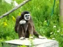 monkey eating fruit