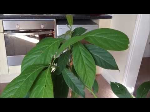 how to care avocado plant