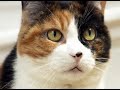 Nicanor- gatito malo