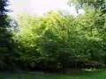Wayland's Smithy Panorama