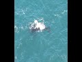 Whales at Cape Point Whales at Cape Point