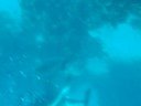 Snorkeling with Strange Fish