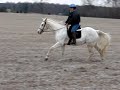 Royal Te
