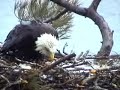 Maine Bald Eagle Mom & Chick