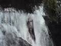 Rare Aqua Yeti Surfaces in Chiapas Jungle, Mexico