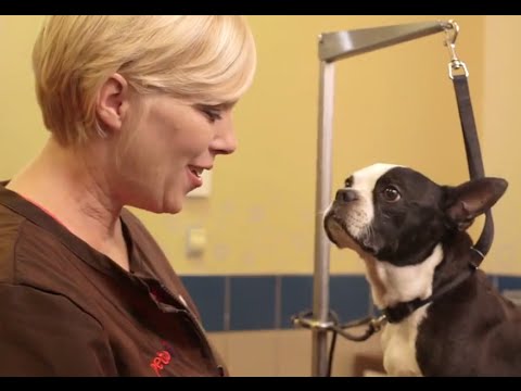 how to stop a dog nail bleed